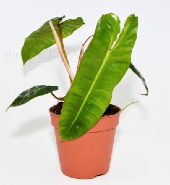 Philodendron billietiae
